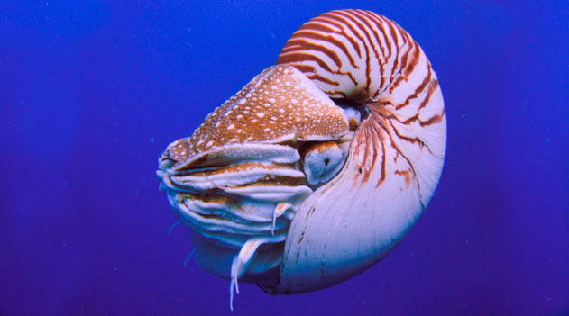 Nautilus-cefalopodes